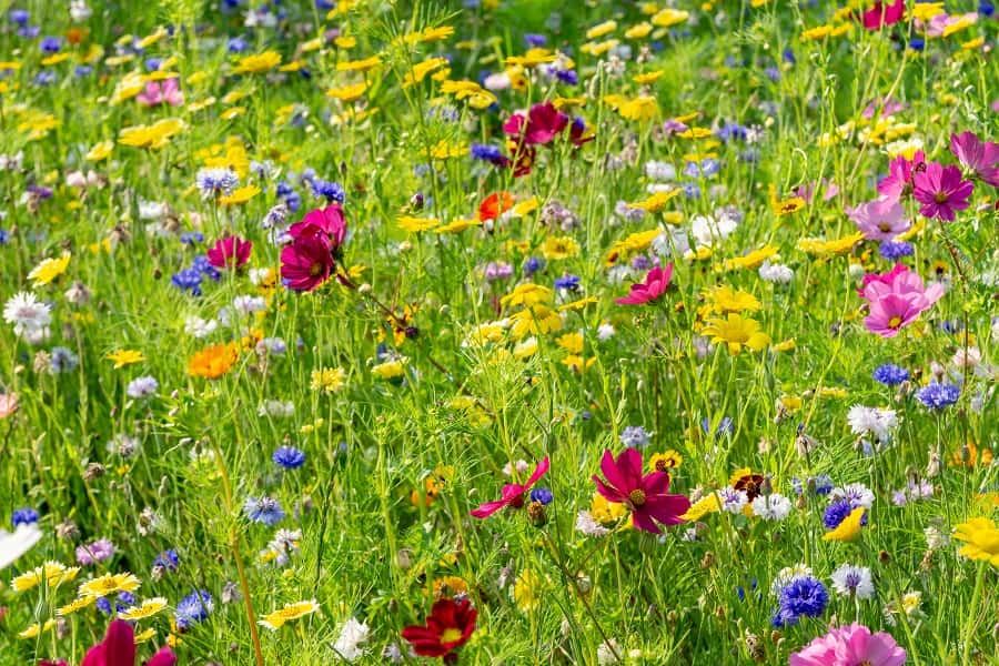 Les « mauvaises herbes » produisent des fleurs indispensables aux pollinisateurs. ©tl6781, Adobe Stock